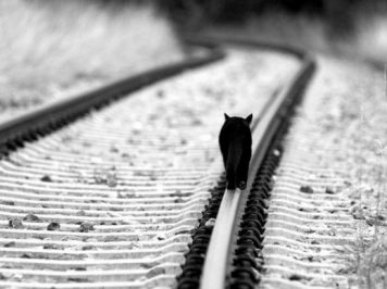 SeDici che non ce la fai più…