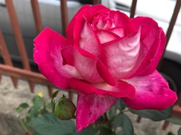 Cose che ho imparato: 40/2017