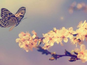 Come farfalle